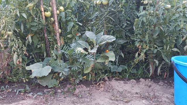 Борьба с вершинной гнилью томатов🍅#хозяйничаемвместе #вершиннаягниль