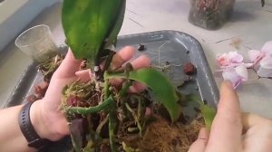 Пересадка реанимашки Веснушки бабочки в новую посадку.