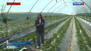 В Крыму 33 предприятия занимаются выращиванием клубники