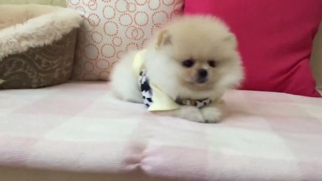 Питомник "шпиц&со" смотреть онлайн