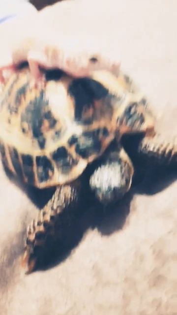 #тренды #питомцы #жиза #мемы #смех #милашки #приколы #сквиши #танец смотреть онлайн