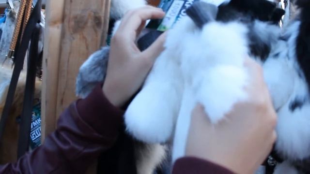 VLOG: МИР СИБИРИ//♥♥♥NIKA JAZZ ♥♥♥ смотреть онлайн