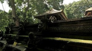 Обезьяны, Убуд, Бали