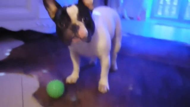 2 1 French Bulldog Cool!Поющий французский бульдог  прикол!