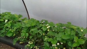 Выращивание клубники в Краснодарском крае и Адыгее под плёночными укрытиями. Сорт Априка.