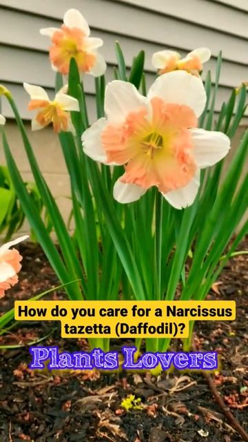 2 1 How do you care for a Narcissus tazetta (Daffodil)? / #plants #gardening #nature #flower #bulbs