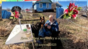 Три собаки и один дачник. Редиска подросла. Садим морковку и огурцы. 30 апреля 2025