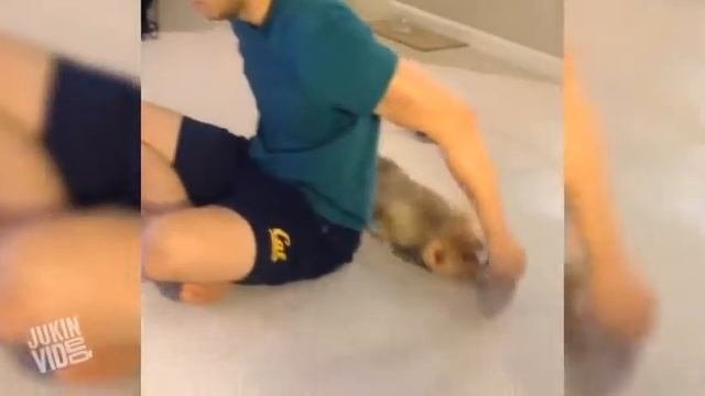 Приколы с Вельш корги