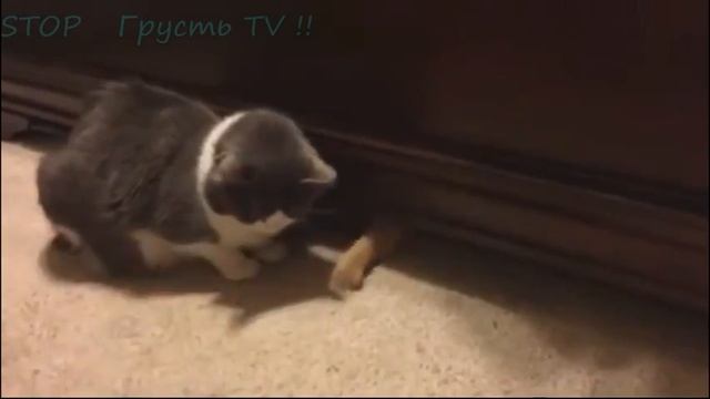 НОВЫЕ ПРИКОЛЫ 2016 Июнь ★ ЛУЧШИЕ ПРИКОЛЫ ★ BEST FAILS FUNNY COUB JOKES 2016 №25 смотреть онлайн