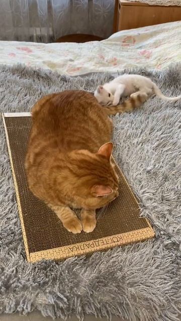 Домашняя когтеточка-лежанка для кошек, 56 × 30 (когтедралка) смотреть онлайн