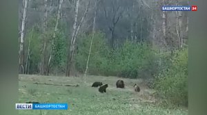 В Кугарчинском районе Башкортостана засняли медвежье семейство