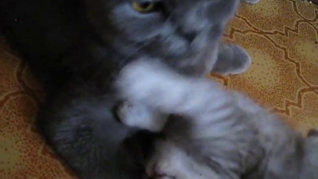 Милые котята смотреть онлайн