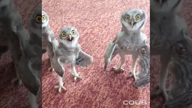 Совы или вынос мозга :-) смотреть онлайн