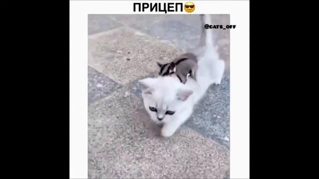 Приколы с животными)Для настроения)Ржу не могу)Смешные животные)Попробуй не засмеяться смотреть онлайн