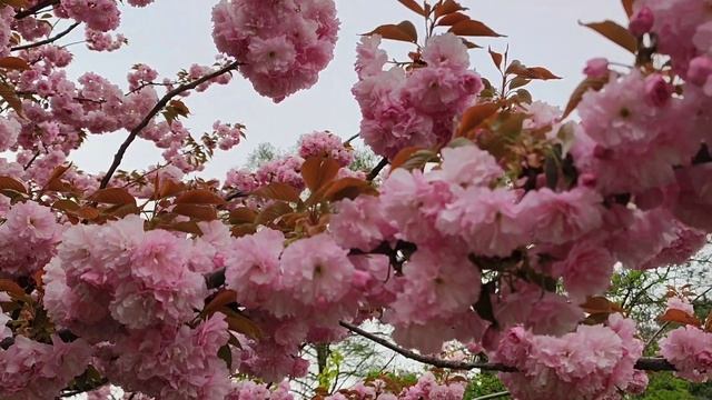 Краснодар В Цветущей Красоте  Яблони  Вишни Цветут И Не Только...,Последние Дни Апреля 2025