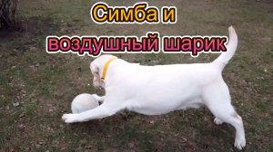 Симба и воздушный шарик