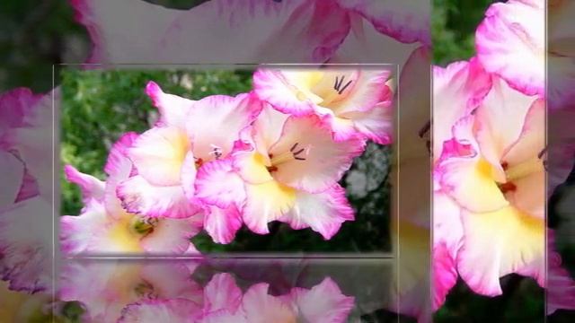 Любимой свахи Ирине  Хорошего настроения! смотреть онлайн