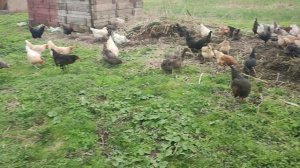 Куры🐔🐓 гуси🪿 на вольном выгуле + волкодав Ева🐈 хозяюшка Лапа, рыжий кот Фокс 🐱