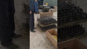 птичий рынок манаскент 07.04.22г