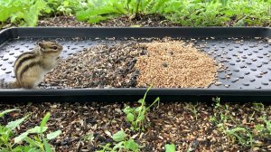 Бурундуки. Птицы Сойка, Зеленушка. Часть  55