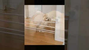 Смешные шпицы: видео приколы