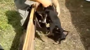 Очень злые щенки Прикольные собаки и кошки evil puppies Смешные приколы с кошками1