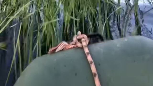 Лодка пвх с болотоходом. Пробный заезд по камышам прошел нормально😂