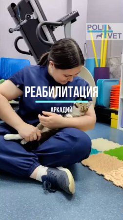 Кот Аркадий. Реабилитация ВЦ Polivet