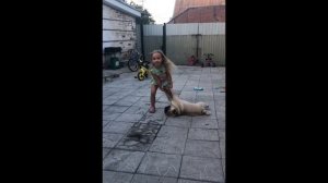 Смех до упада. Очень смешное видео про Мопса HD 2018.Приколы с мопсами| Смешные мопсы.