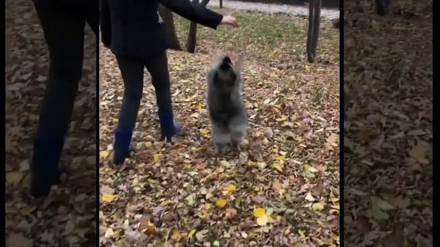 НЕМЕЦКИЙ ШПИЦ| Танцы на прогулке
