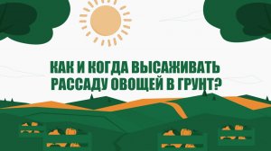 Агроэксперт. Как и когда высаживать рассаду овощей в грунт?