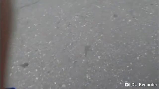 Пёс,прикол смотреть онлайн