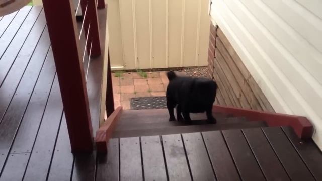 EPIC Jumping Dog! Прыгающий Пёсик :) смотреть онлайн