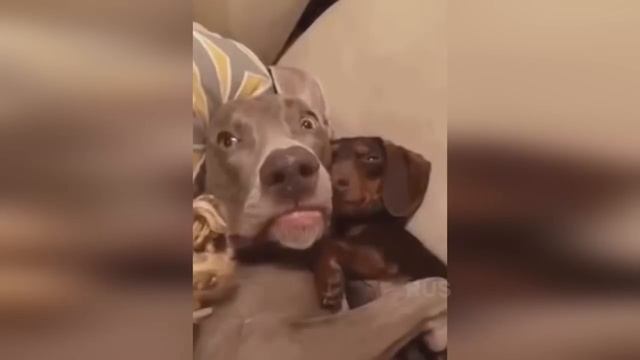 Подборка №168 Приколы! Смешное видео! Позитив! смотреть онлайн