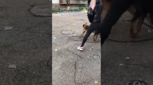 Доберман чуть не подрался с Боксёром