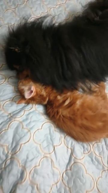 Шпиц и мейн-кун смотреть онлайн