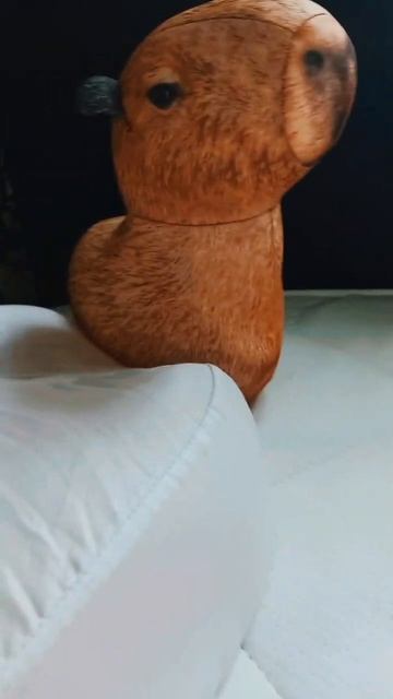 КаПиБаРкА#shorts #capybara #капибара #блоптоп @bloptop смотреть онлайн