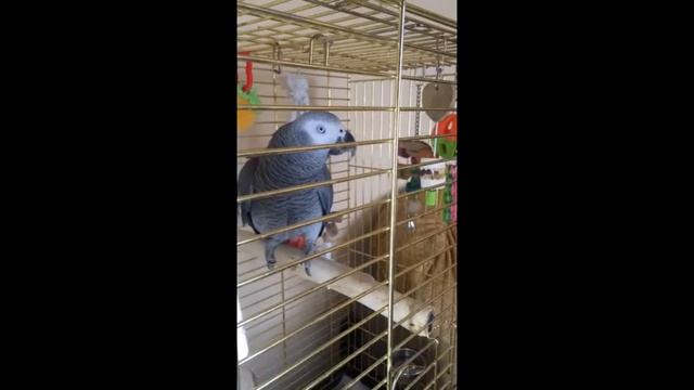 Прикольно Попугаи Поют Басков и Киркоров Просто Отдыхают смотреть онлайн