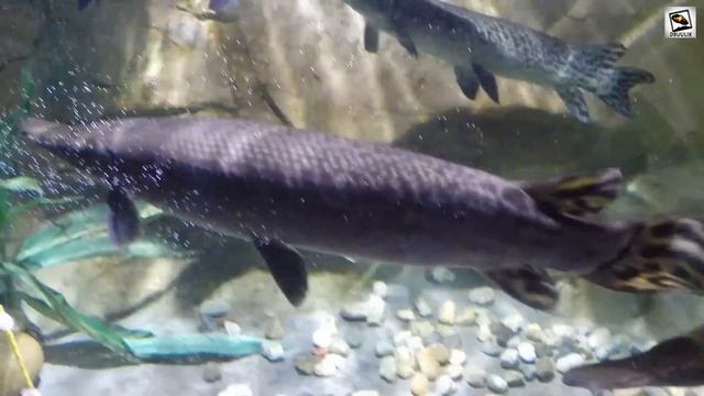 MONSTER ALLIGATOR GAR TANK - Atractosteus spatula - (in Full High Definition) смотреть онлайн