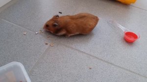 Сирийский хомяк