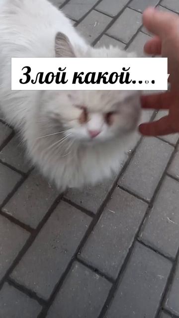#котики #кошка #киса #домашниеживотные #кошки #пес #собакадругчеловека #собака #собаки #щенок #мимим