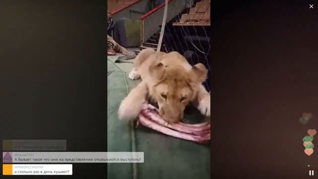 Кормление хощников / Перископ Запашного 2016 на TopPeriscope.Ru смотреть онлайн