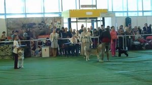 Junior Handler (young.g.)