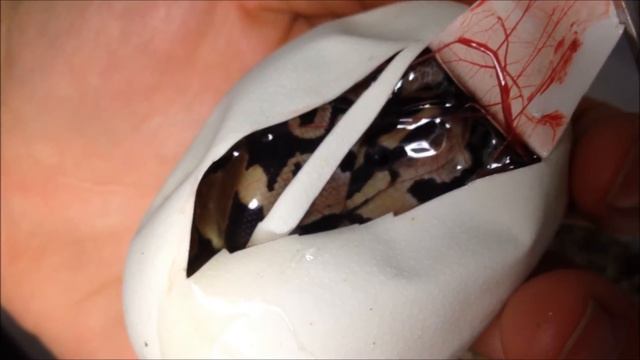 Cutting Fire to Normal Ball Python Eggs by Redemption Reptiles (2013 Clutch #1)