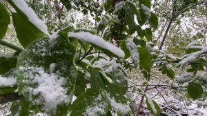 Снег на ветках