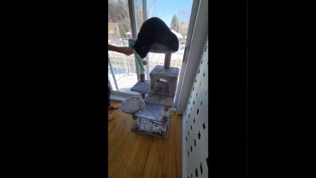 Забавные, нелепые, презабавные животные ССЫЛКА В ОПИСАНИИ!
