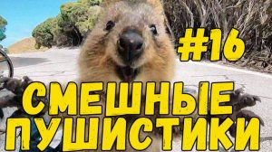 Я РЖАЛ ДО СЛЕЗ 😹 СМЕШНЫЕ КОШКИ И СОБАКИ  СМЕШНЫЕ ЖИВОТНЫЕ 2025 😹 ЛУЧШИЕ ПРИКОЛЫ #16