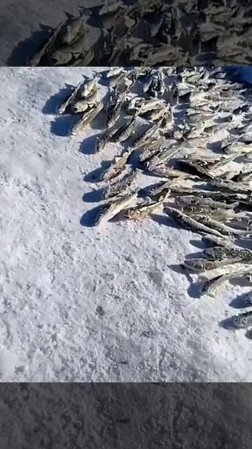 #Челендж#Рыбалка на Сахалине смотреть онлайн