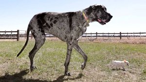 Самая большая и самая маленькая собаки в мире встретились в США