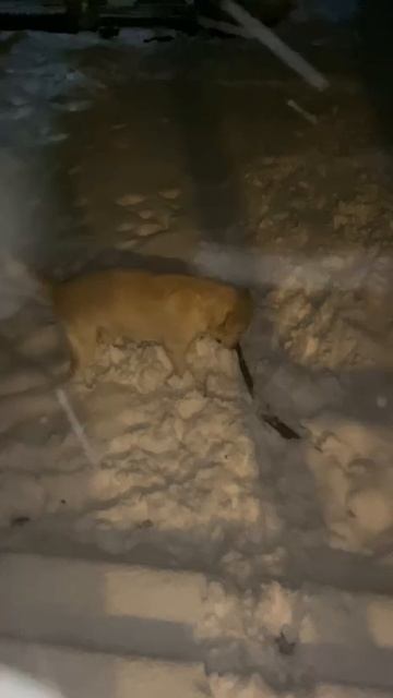 01 мая 2025 г. Торик на даче.